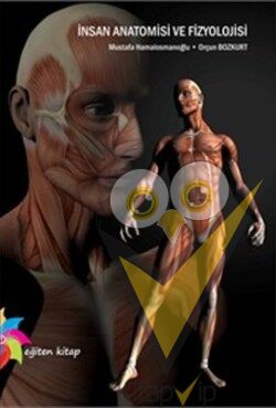 İnsan Anatomisi ve Fizyolojisi
